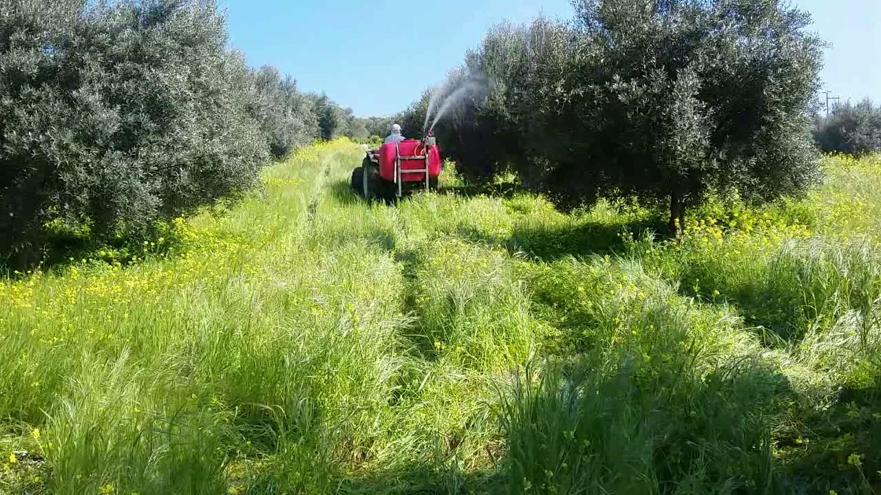 ΡΑΝΤΙΣΜΑ ΕΛΙΑΣ ΜΕ ΧΑΛΚΟ