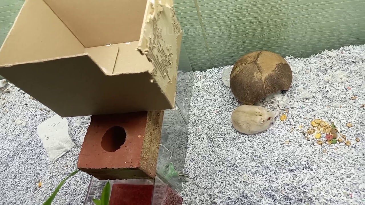 WINTER WHITE HAMSTERS COLOR PART 1