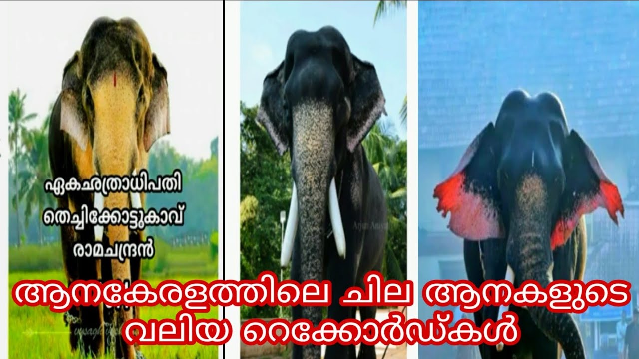 ആനകേരളത്തിലെ ചില  ആനകളുടെ വലിയ റെക്കോർഡ്കൾ ( anakeralathile chila anakalude valiya recordkal)