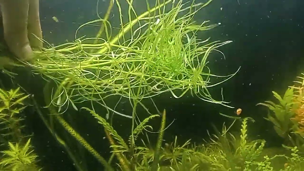 Pogostemon Stelatus Octopus, Beautiful aquatic plant with unique leafs, Plant profile