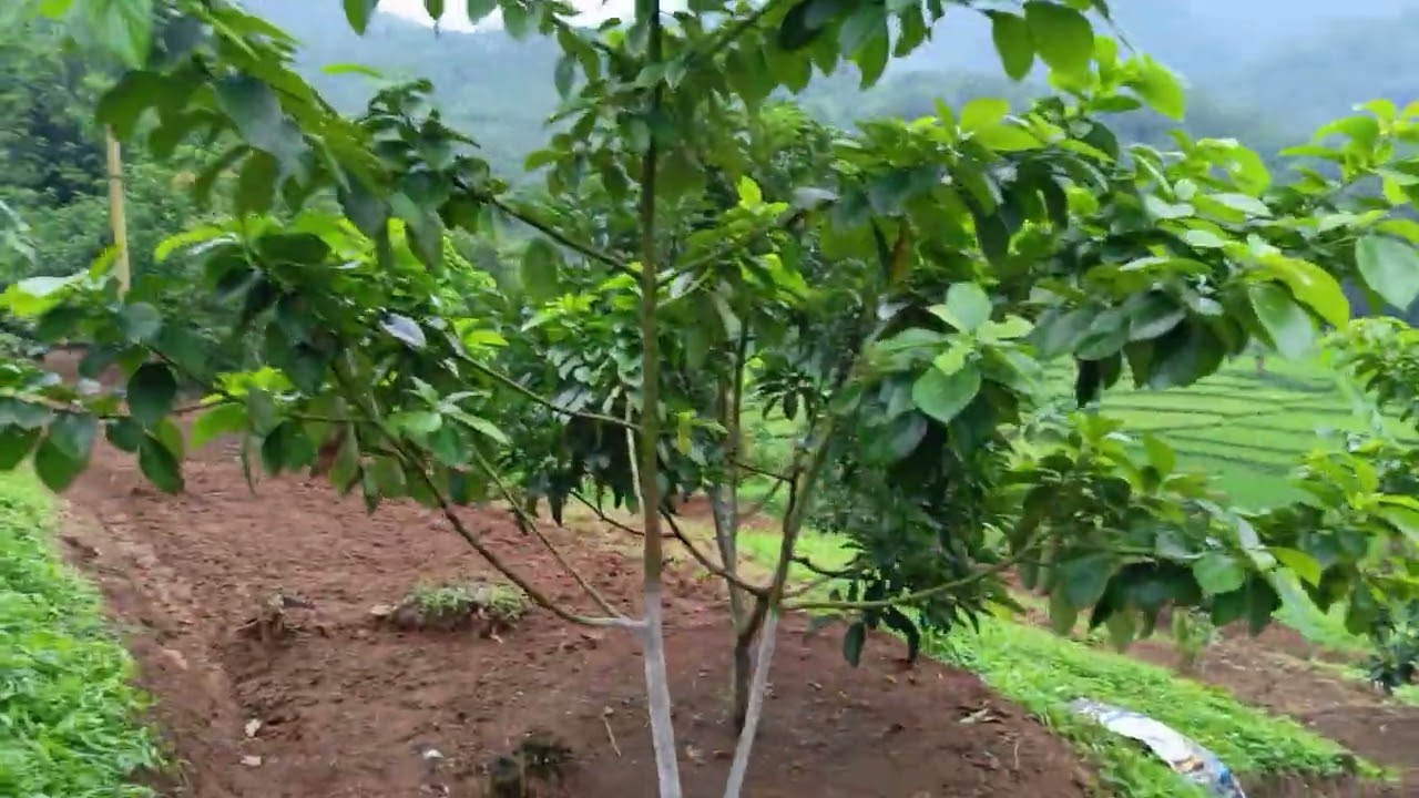 Arachis Pintoi di Kebun Alpukat Sentra Garden | Penutup Tanah Anti Gulma
