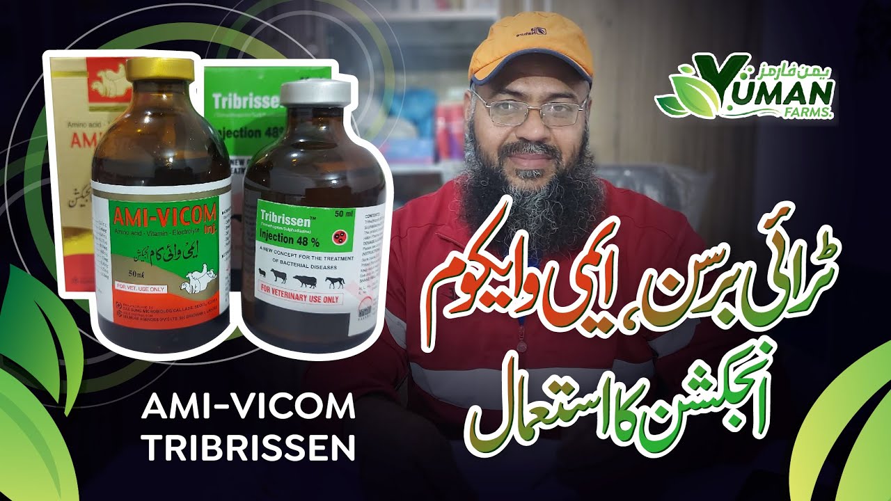 Use of Tribrissen & Ami-Vicom Injection in Goat Farming | ٹرائی برسن، ایمی وایکوم انجکشن کا استعمال