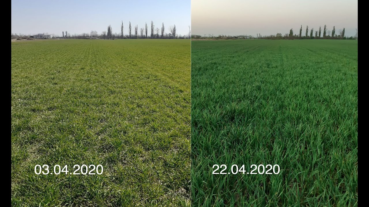 Grau calamitat seceta salvat cu Delfan Plus