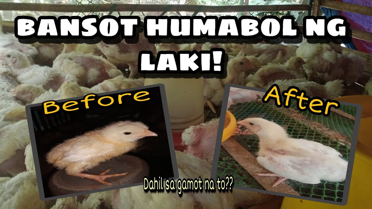 EFFECTIVE WAYS PARA MAPALAKI ANG NA BANSOT NA SISIW | 45 DAYS BROILER CHICKEN
