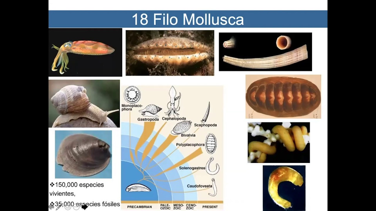 Mollusca