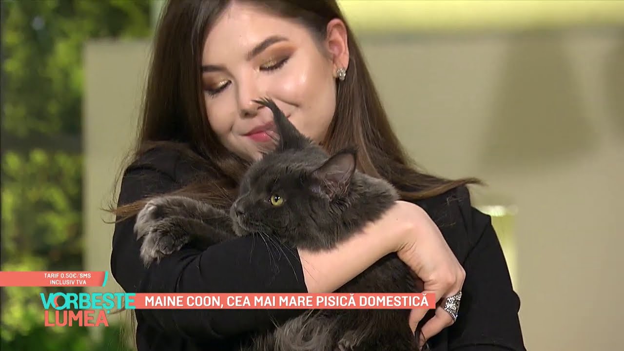 Un mascul Maine Coon poate ajunge la 15 kilograme