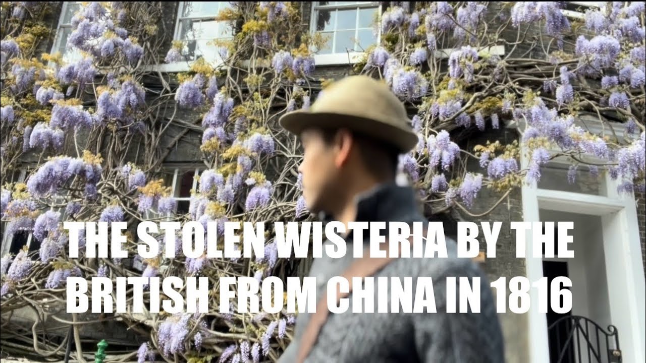 THE MOTHER OF ALL WISTERIA IN ENGLAND