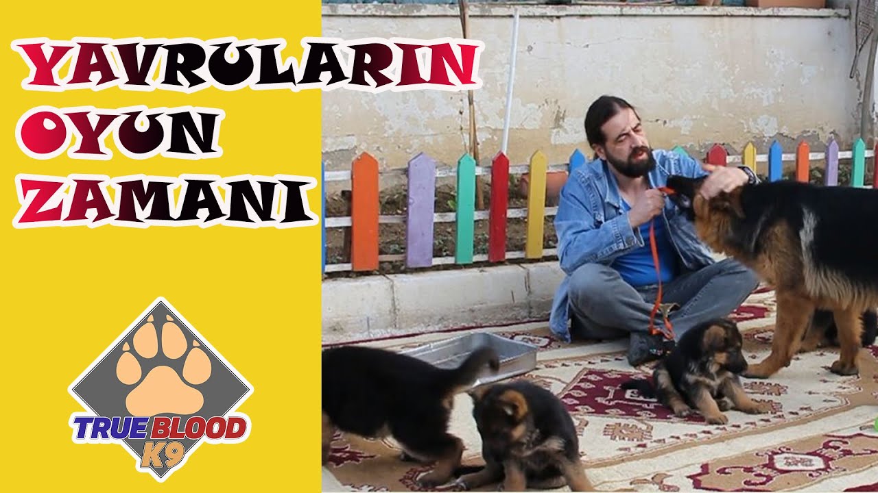 YAVRU ALMAN KURTLARI İLE OYUN ZAMANI