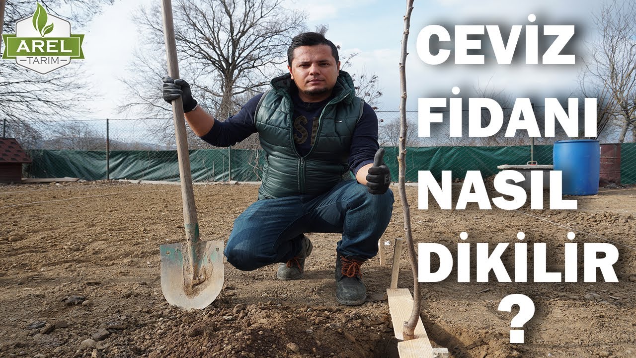 Обратите на это внимание при посадке саженцев грецкого ореха!