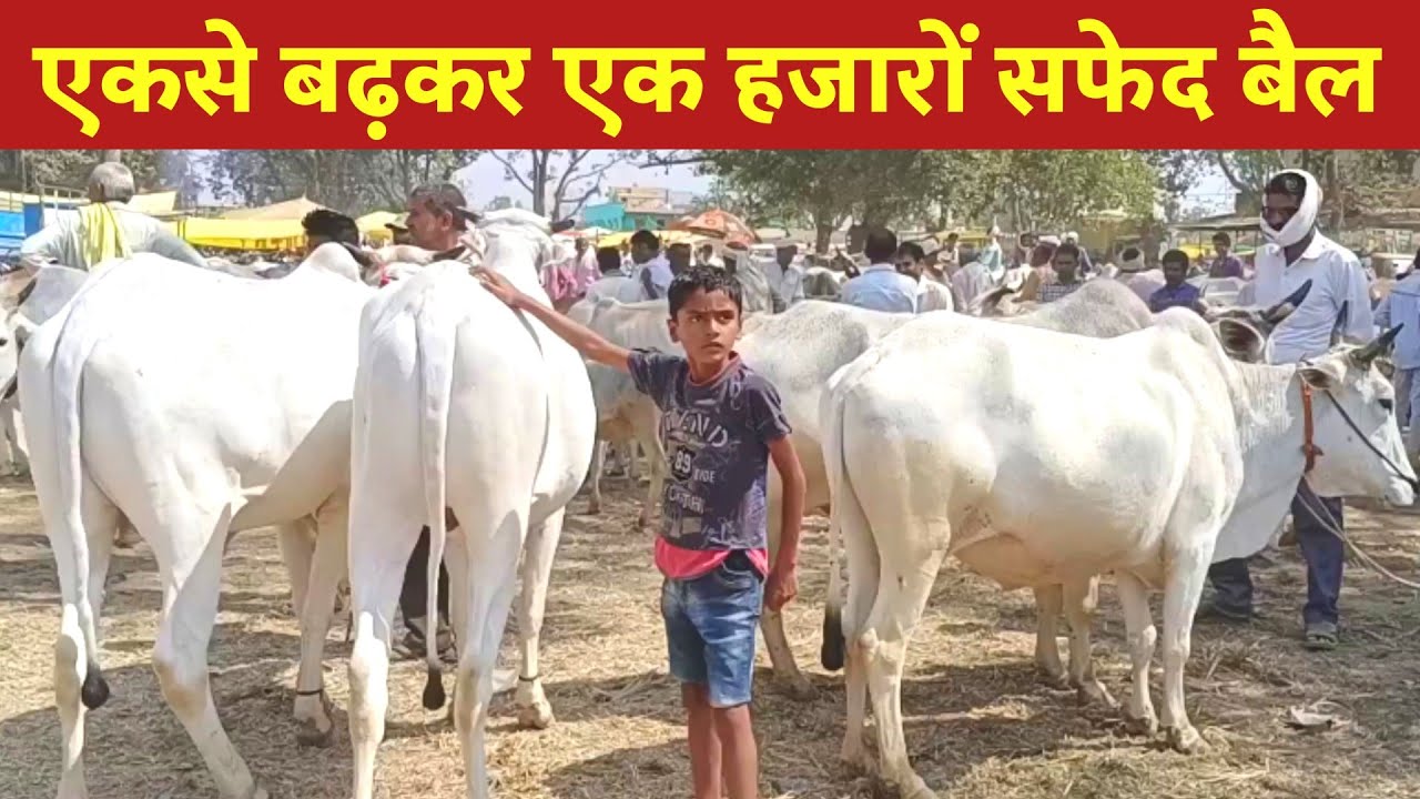 एक से बढ़कर एक हजारों सफेद बैल लांजी बाजार में ।। Lanji Bail Bazar Balaghat Mp