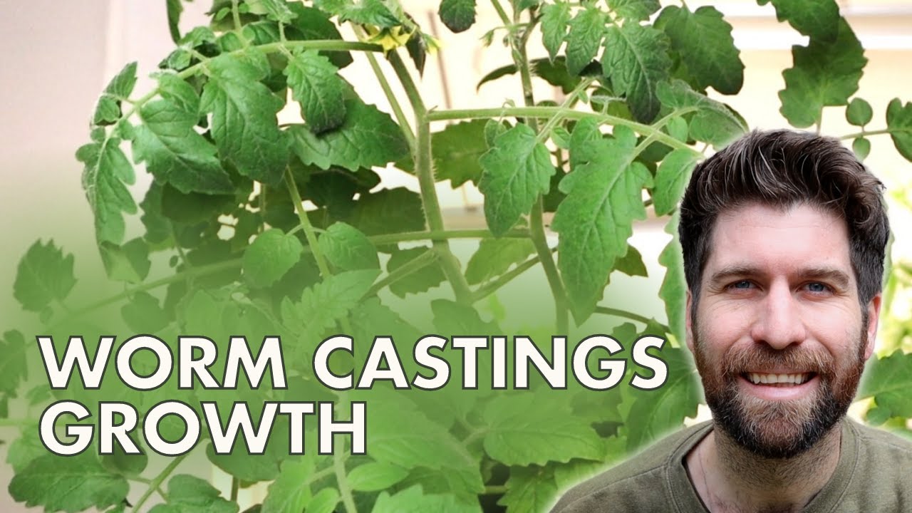 HUGE Growth by Potting up Seedlings with Worm Castings