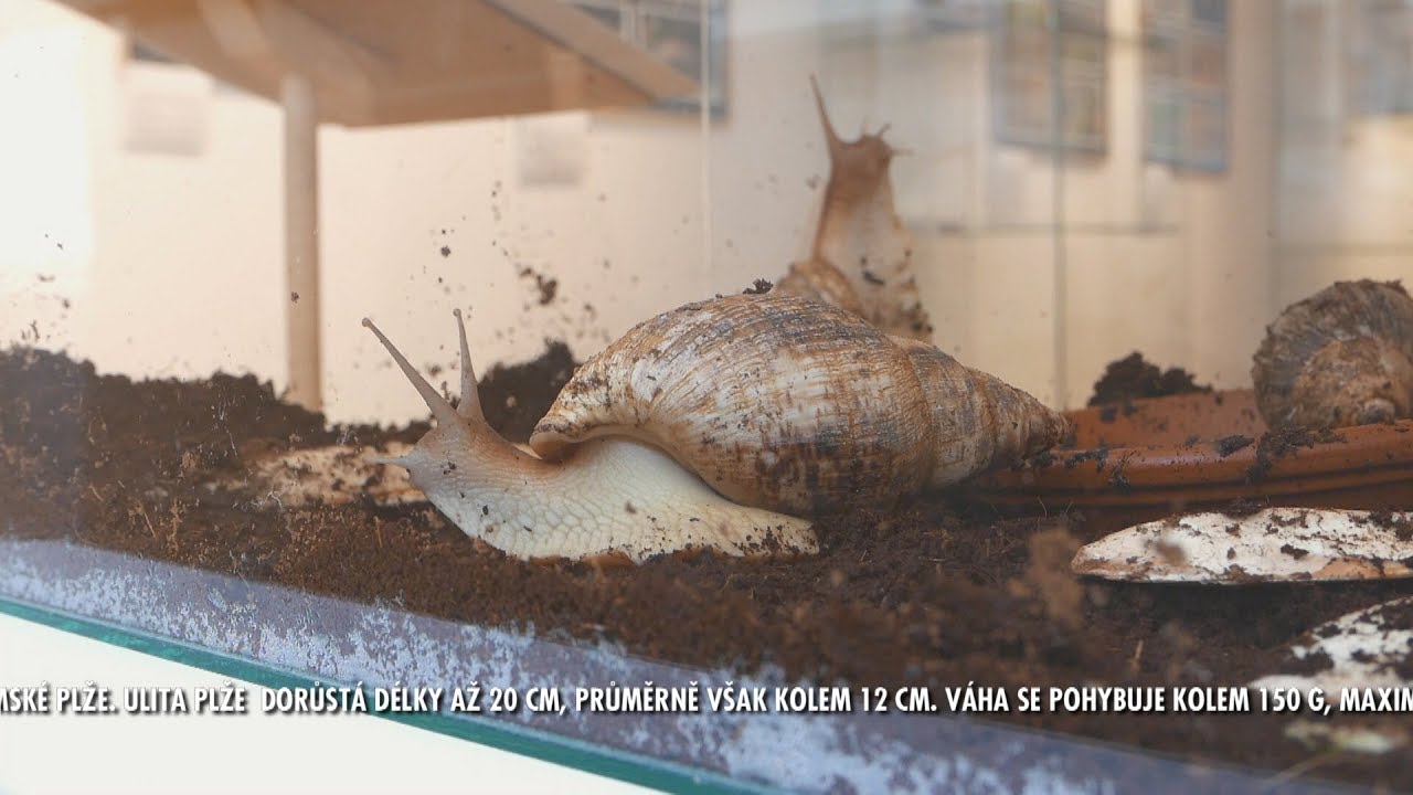 Oblovka - achatina - plž z tropick&yacute;ch oblast&iacute; Afriky - Chrudim 30.3.2019