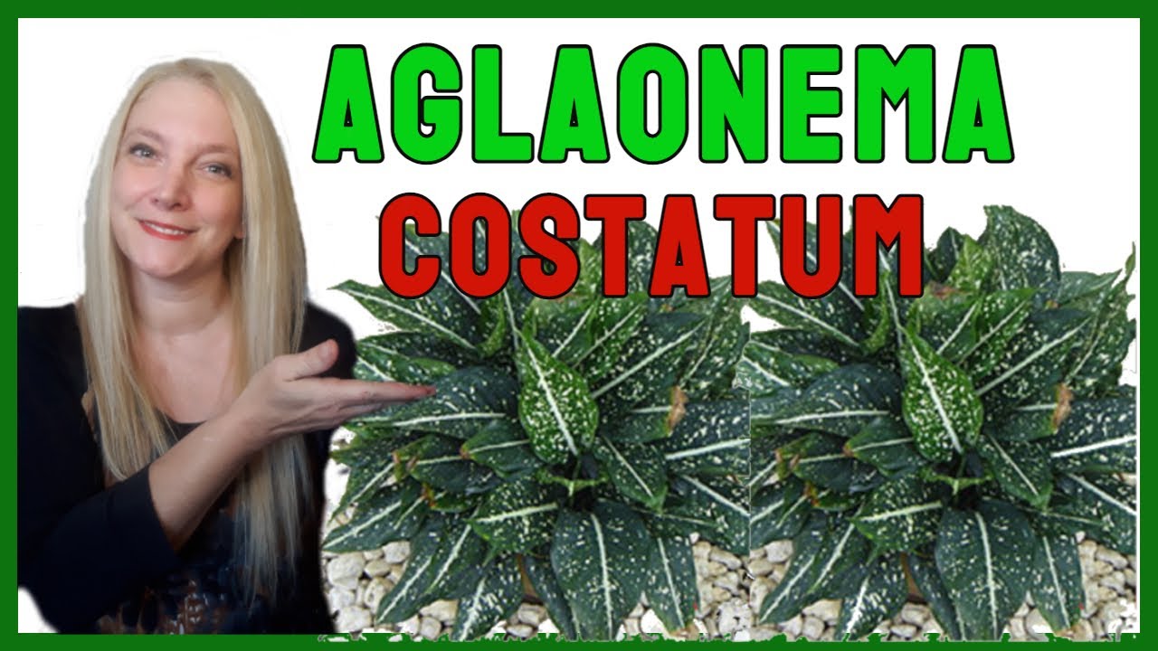 AGLAONEMA │AGLAONEMAS CUIDADOS y REPRODUCCIÓN @Verónica Campanini Plantas