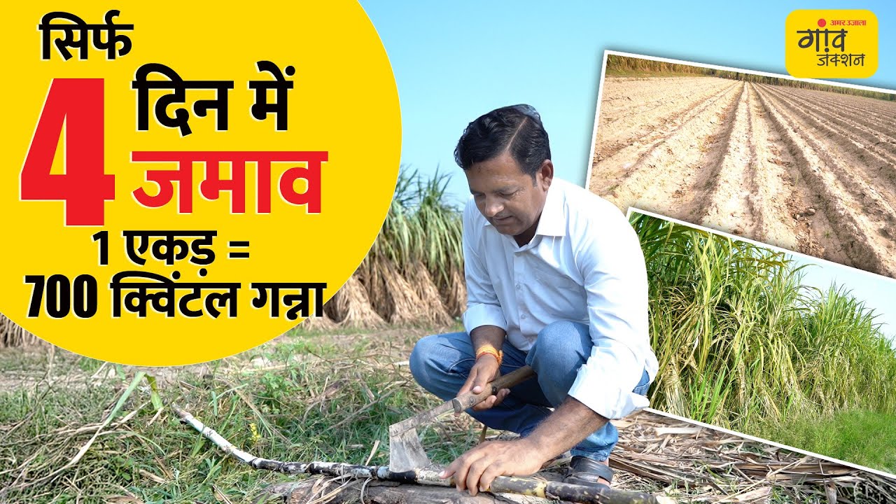 1 एकड़ से 700 क्विंटल गन्ना! बुलंदशहर किसान की धमाकेदार खेती तकनीक । Gaonjunctionlive