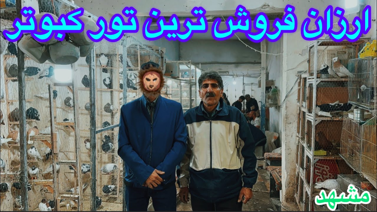 خرید دو فروند٫کبوترآلمانیF35ارزان فروش ترین تور مشهد/ناپدید شدن سوزان نماینده عشق بازان اهواز درمشهد