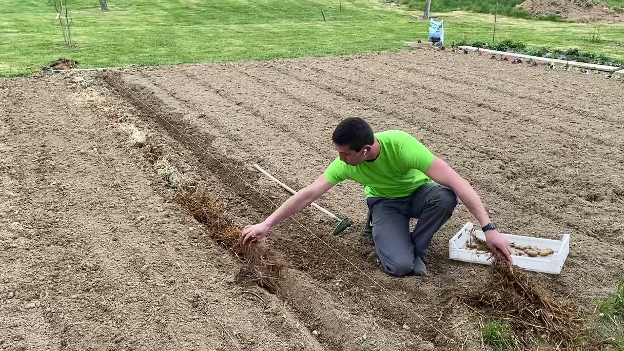 Plantation des pommes de terre : période et techniques idéales ( culture en terre ou en paille)