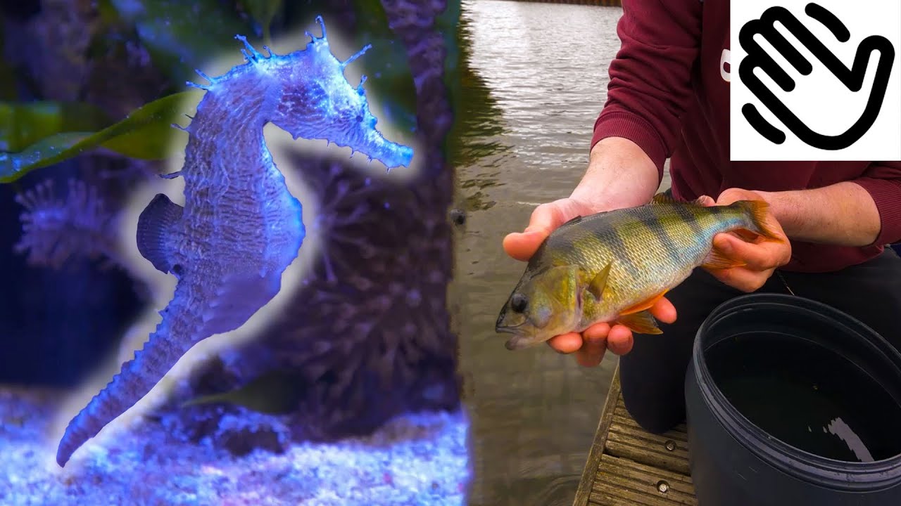 ZEEPAARDJES IN AQUARIUM?! EN AFSCHEID VAN DE BAARZEN