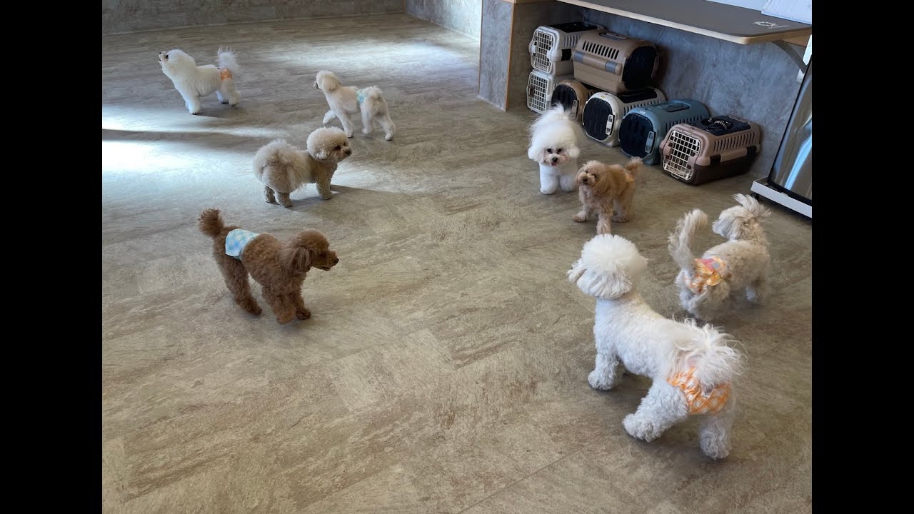 Dog daycare in Japan DogRinho 犬の保育園　20260124
