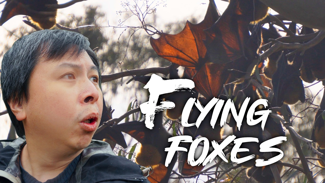 I Found Melbourne's Flying Foxes // Hiking Yarra Bend Park