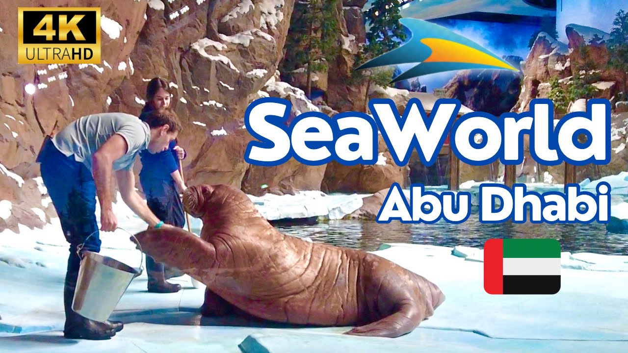 SeaWorld Abu Dhabi!! A FASCINATING Walrus FEEDING & TRAINING + Empire of the Penguins [4K]