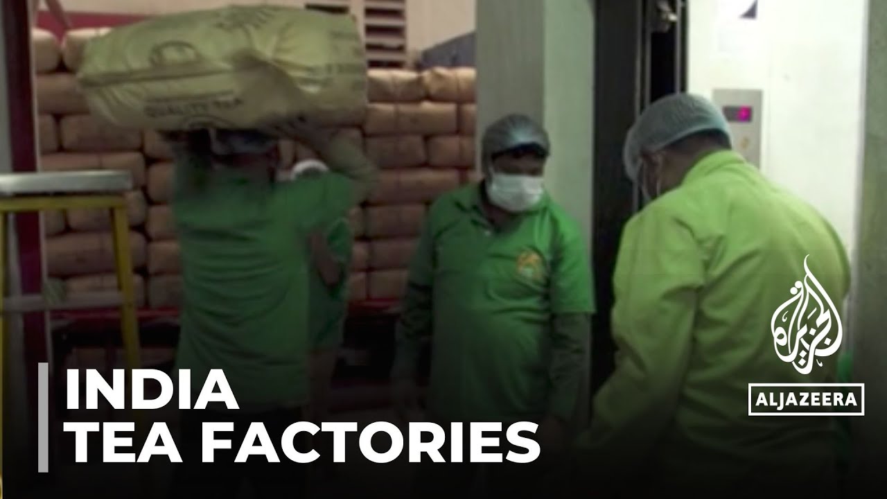India climate change: Tea factories in west Bengal state close down