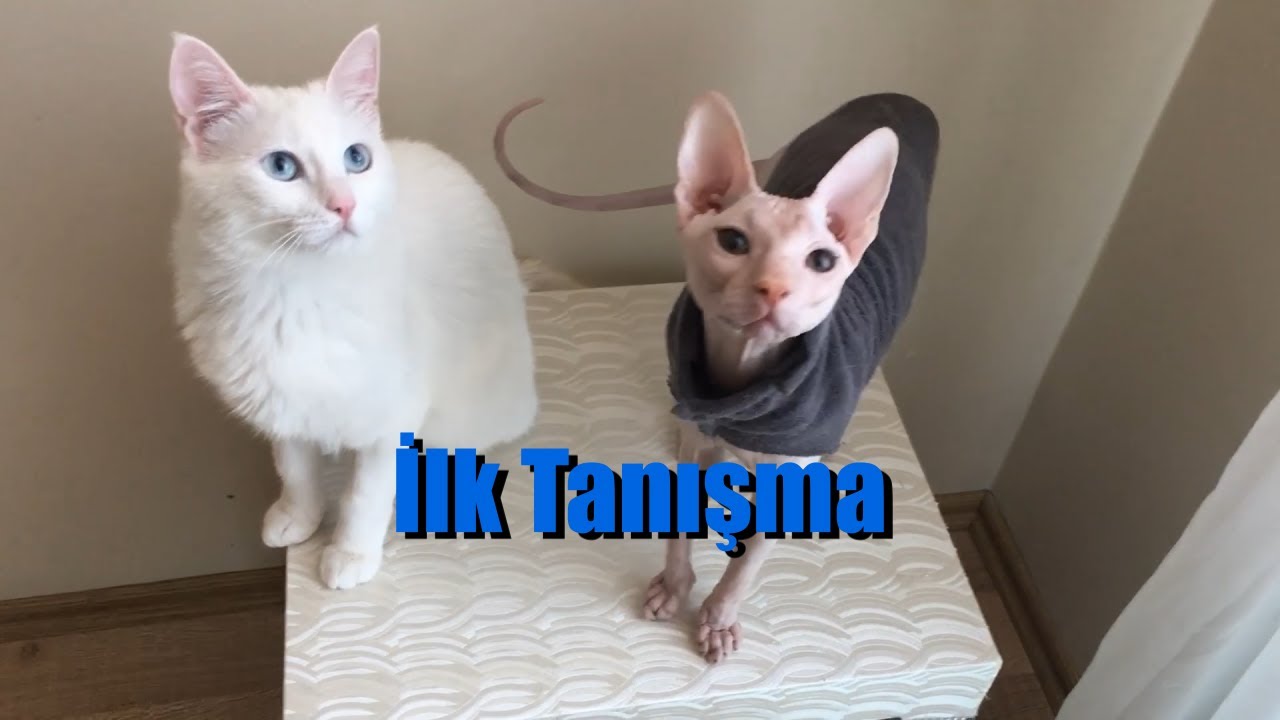 Sfenks Kedisi Ankara Kedisi İlk Tanışma Ekstra Videolar