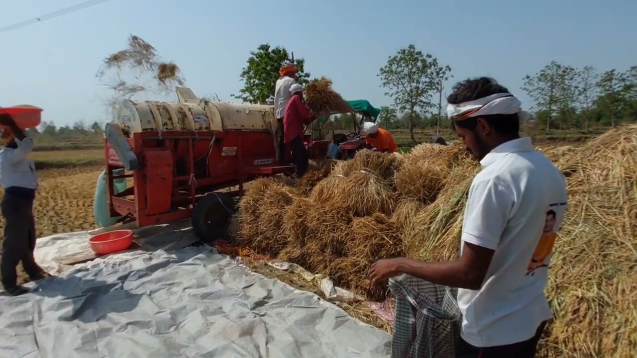 Rice final processing separating grains from crop 2025