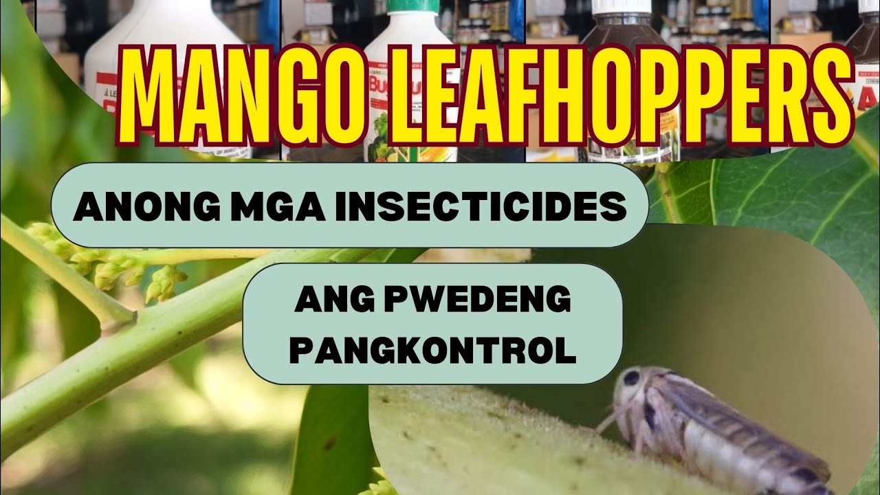 MANGO LEAFHOPPERS: ANONG INSECTICIDE ANG PWEDENG PANGKONTROL