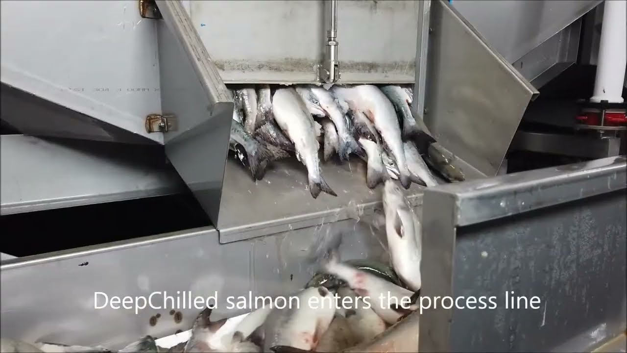 Salmon Processing plant in Russia