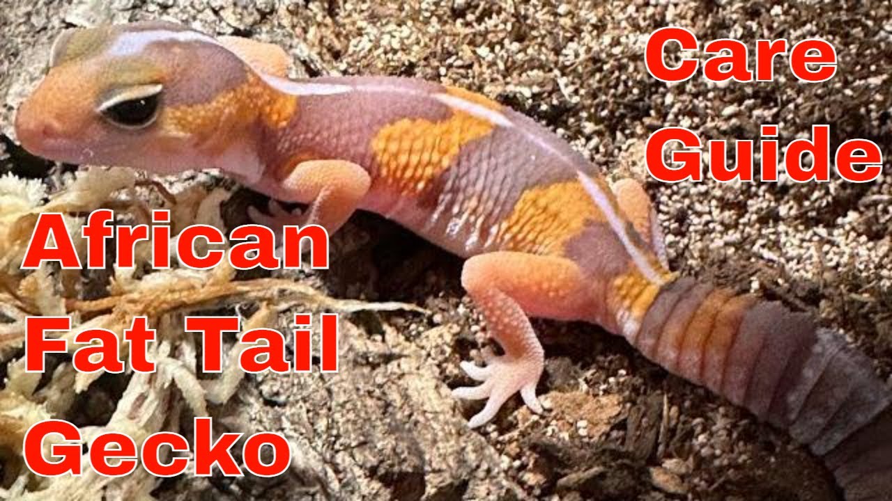 Руководство по уходу за африканским толстохвостым гекконом-альбиносом