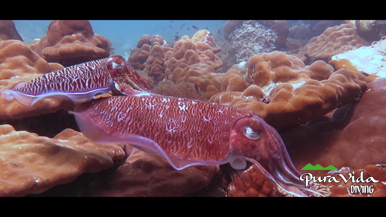 Video Promocional Pura Vida HD 1080p
