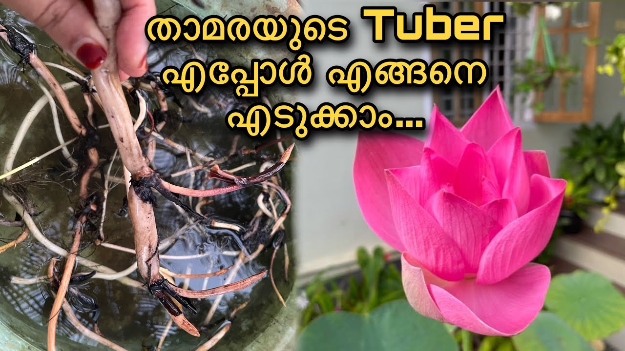 Lotus Tuber From Plant | Lotus Tuber Planting Malayalam | How to get Lotus Tuber from lotus plant