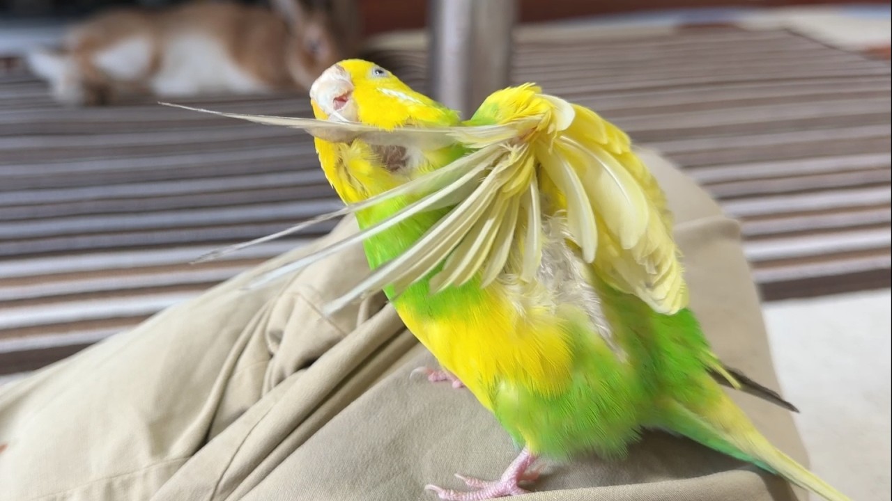 セキセイインコの普段見れない体の謎を覗いてみると・・・　(No.2133)