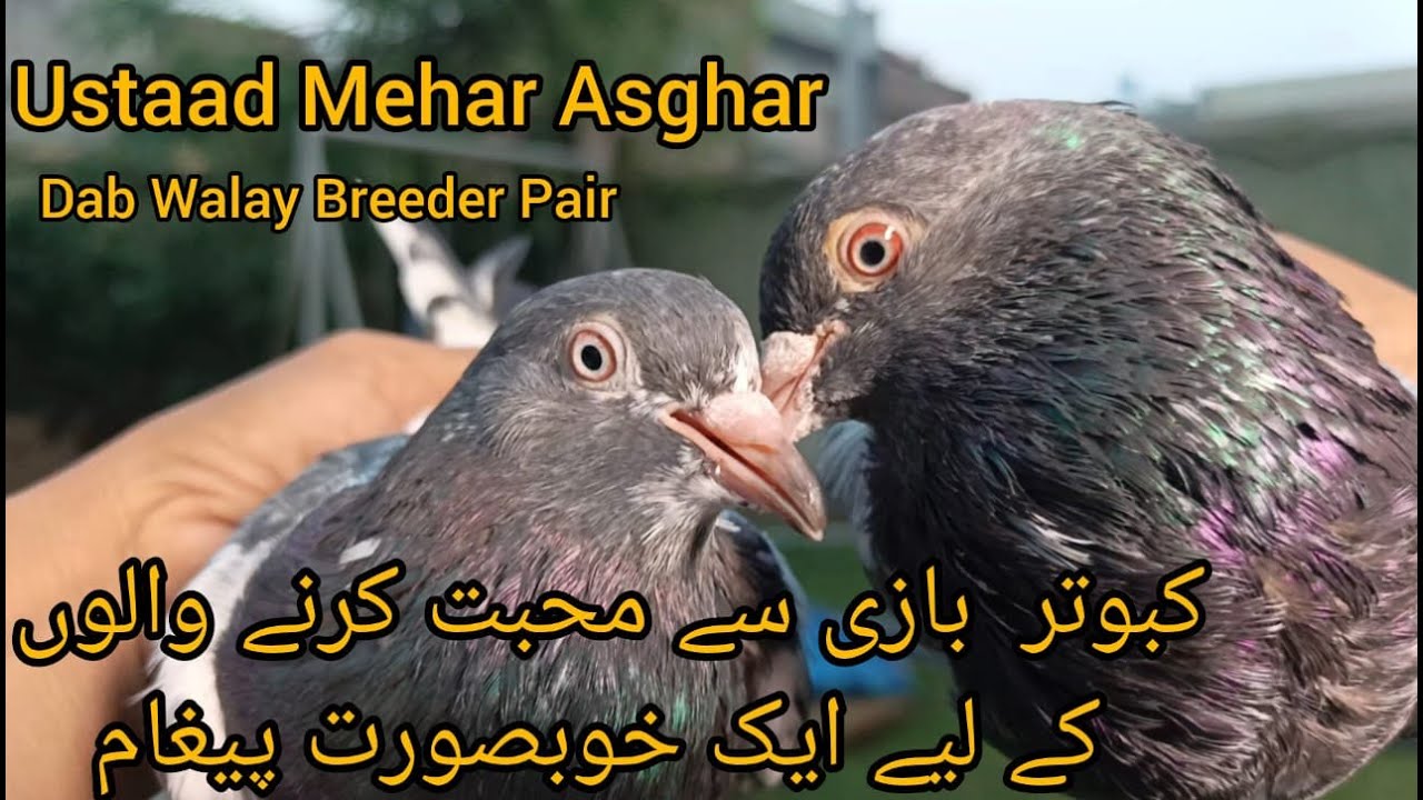 USTAAD MEHAR ASGHAR KAY DAB WALAY BREEDER | کبوتر بازی سے محبت کرنے والوں کے لیے ایک خوبصورت پیغام