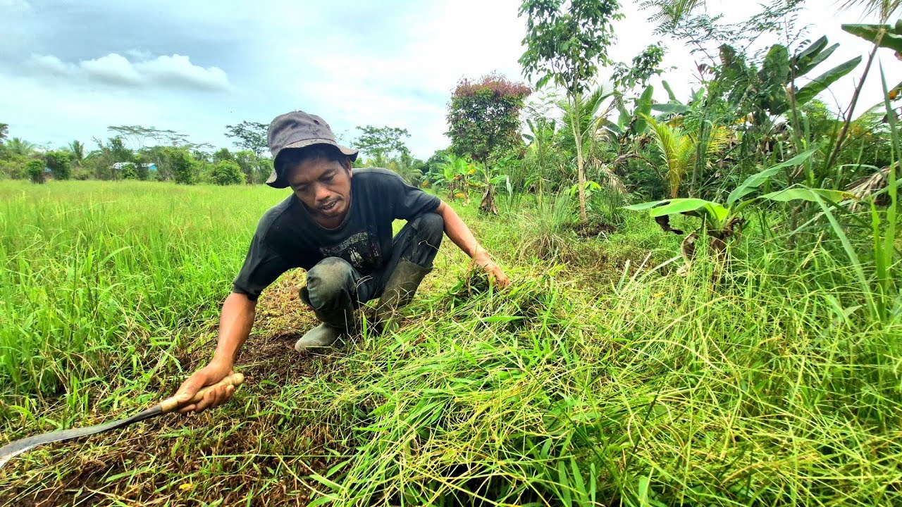 DARI SUMEDANG BETERNAK SAPI, KAMBING & IKAN SERTA BERKEBUN DI TRANSMIGRASI KALIMANTAN UTARA