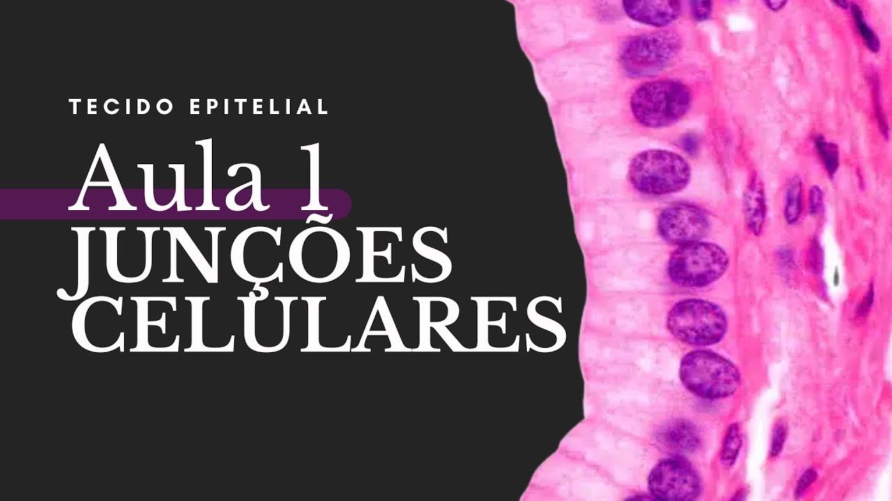 TECIDO EPITELIAL 01: Zônula de Oclusão, Zônula de Adesão, Desmossomos, Hemidesmossomos, Junções GAP