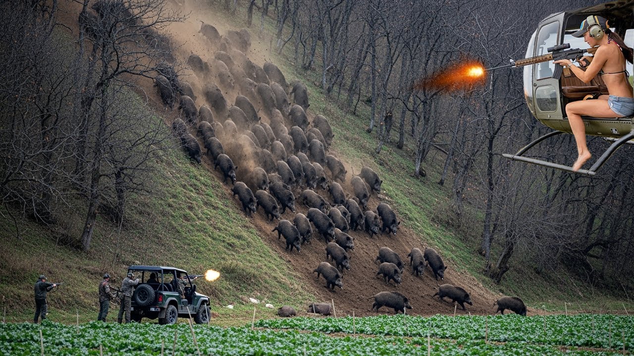 Feral Pigs Removed on The Run - Best Hunting Wild Boar by Helicopter 