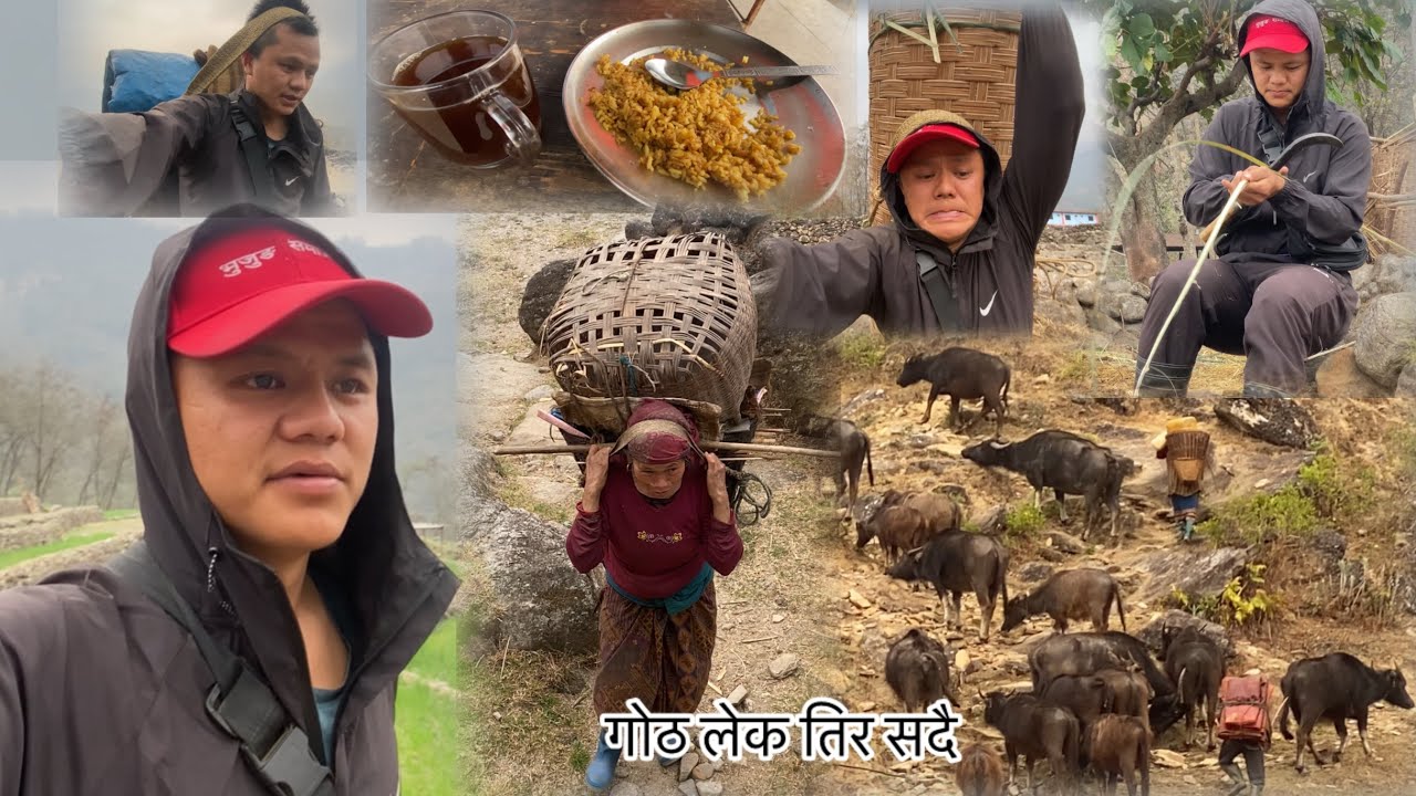 Beshibata lakema gotha sardai || Bhujung village || Village life style || Vlog-81 || 