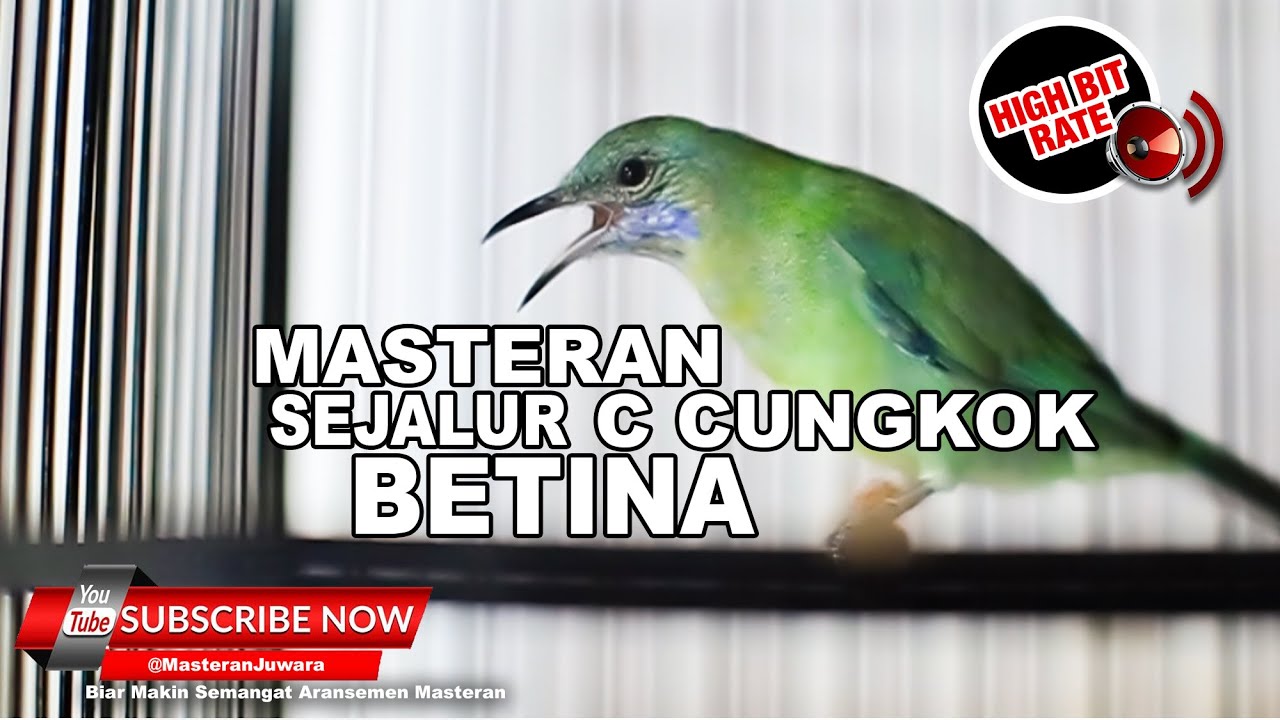 #1 🔴 Masteran Necret Necret Cucak Cungkok Gacor Betina Spesial Sejalur❗️