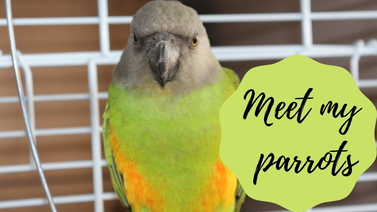 Meet My Senegal Parrots!