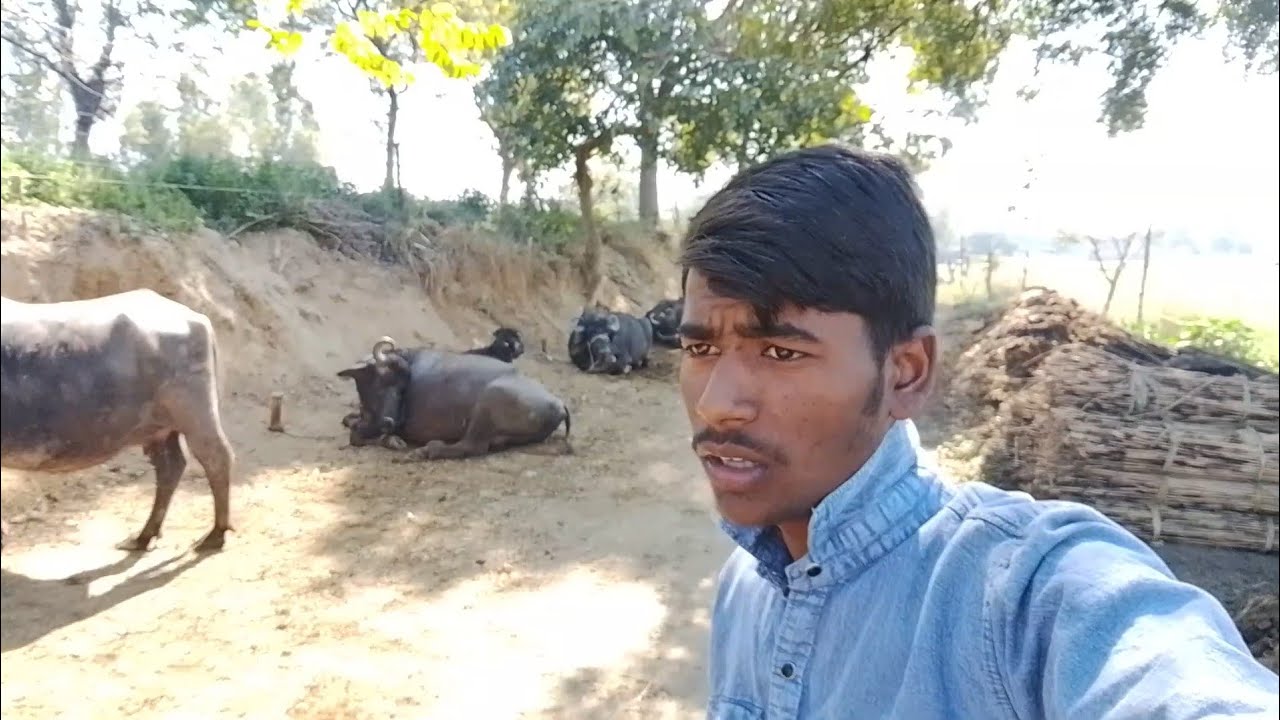 vimlesh Vlogs 305 लाइव है! hello 👋 sabhi friend ko hamare channel mein swagat hai good morning janu