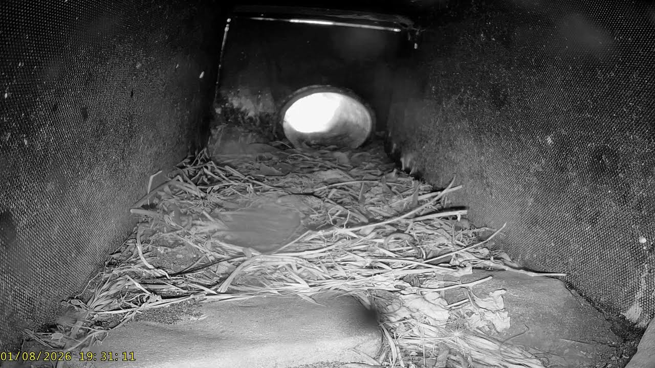 Coquet Island: 4 Puffin Burrow🌙01/08/26