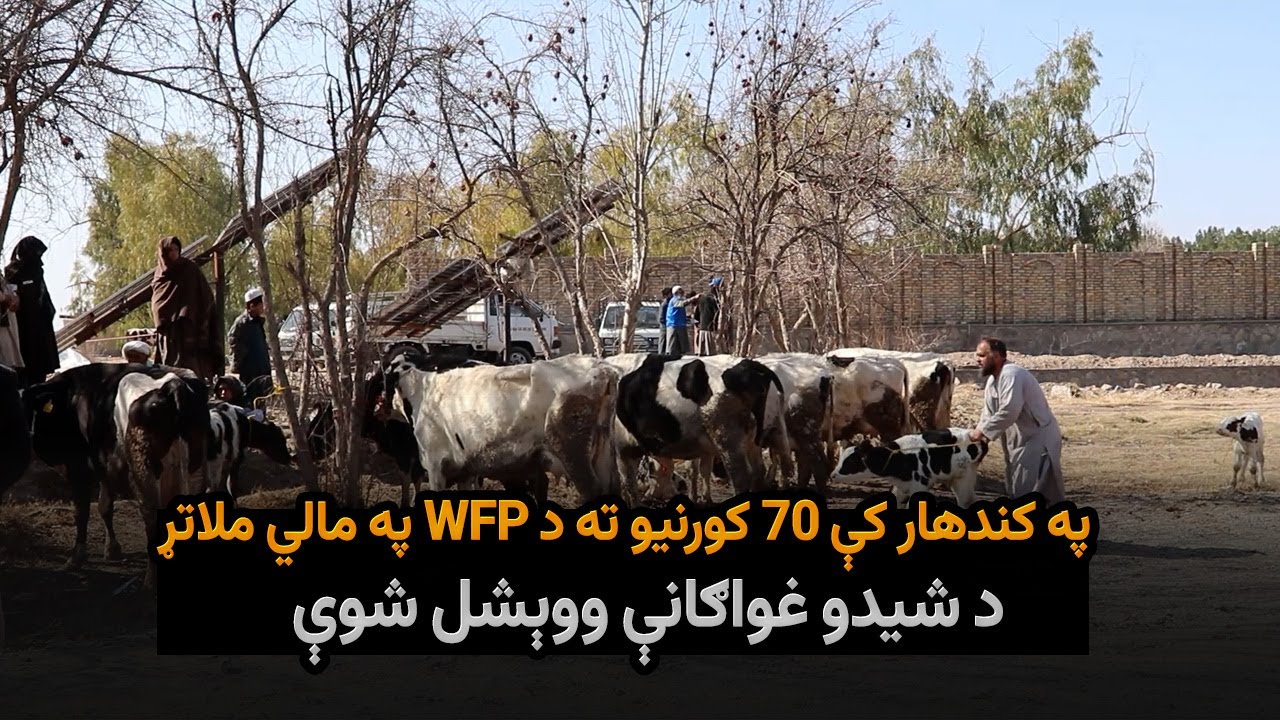 په کندهار کې ۷۰ کورنیو ته د WFP په مالي ملاتړ د شیدو غواګانې ووېشل شوې