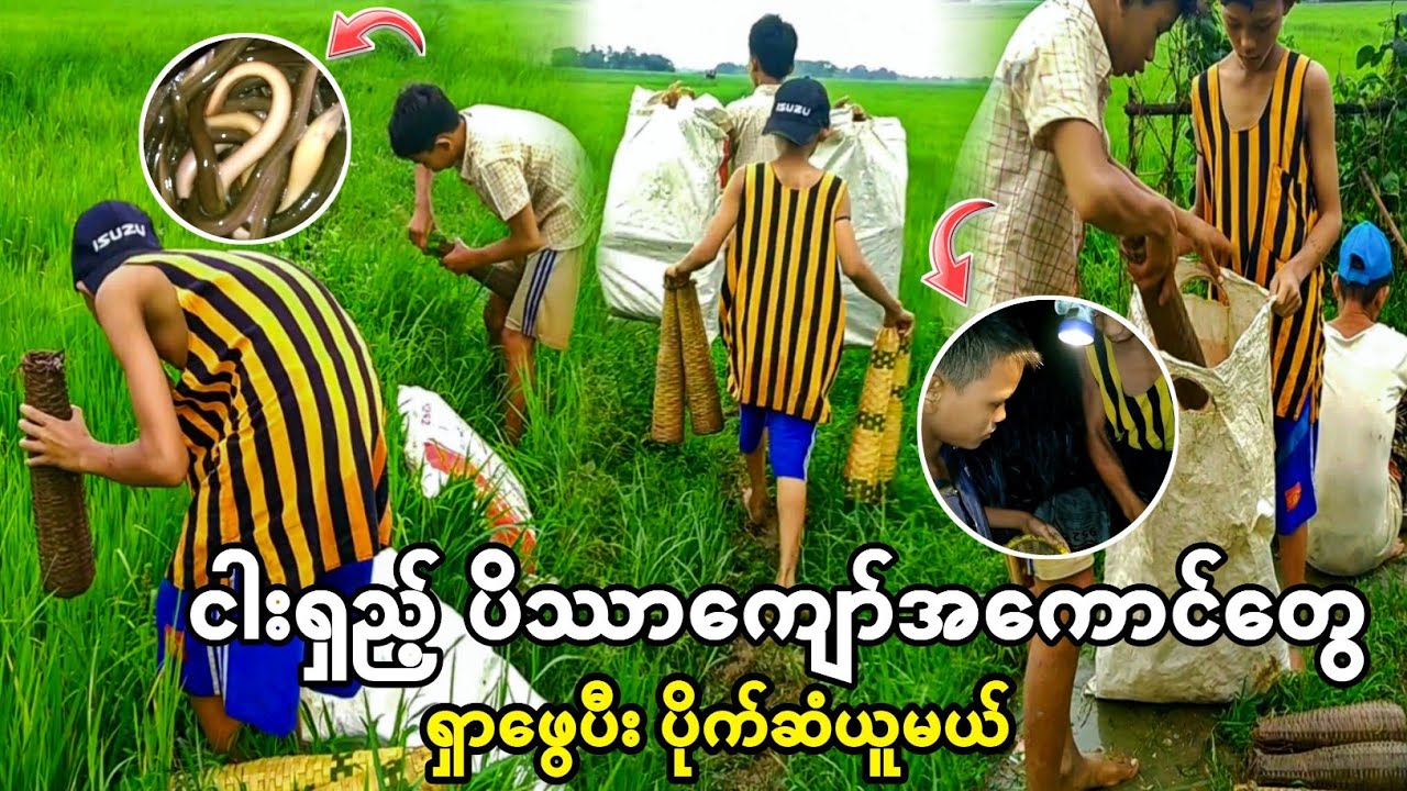 လယ်တောမှာ ငါးရှည့်ထောင်မယ် တောသဘာဝပျော်စရာကြီး ငယ်ဘဝကိုအမှတ်ရစေမယ်☺
