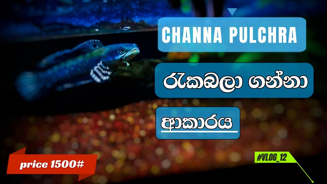Channa blue pulchra care | channa pulchra ගෙන්න කලින් බලන්න.😱 |@Theaquatales- |