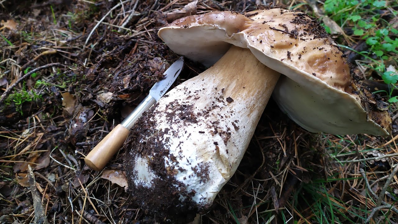 Boletus Edulis, N&iacute;scalos (-0 C&deg;❄) &iexcl;Brontan Resistiendo las Heladas! 🍄🍄 Setas 2021
