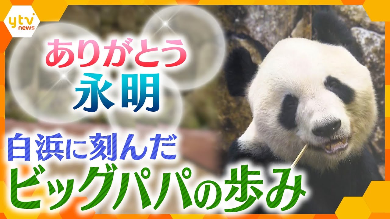 ありがとう白浜パンダ「永明」　体の弱い幼少期から１６頭の子を持つパパに…ファンと飼育員２８年の思い【かんさい情報ネット ten.特集】