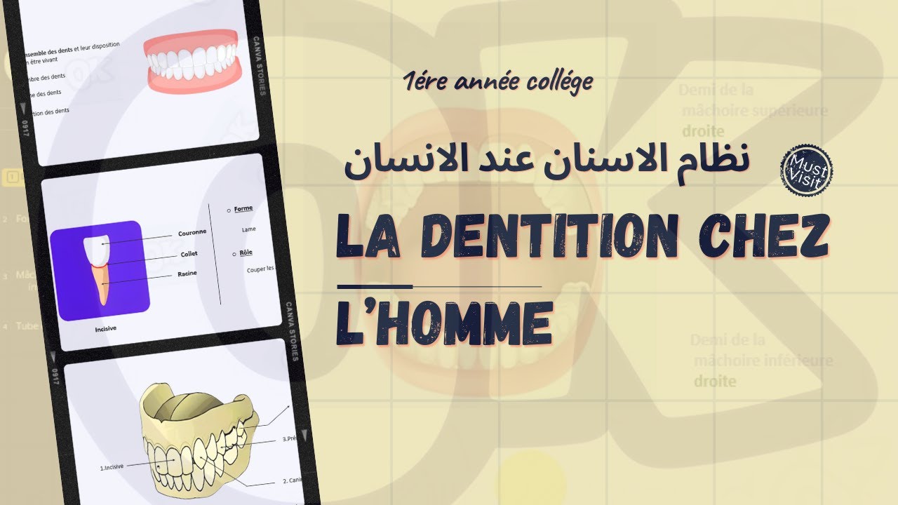 1AC | La dentition chez l'homme   | SVT
