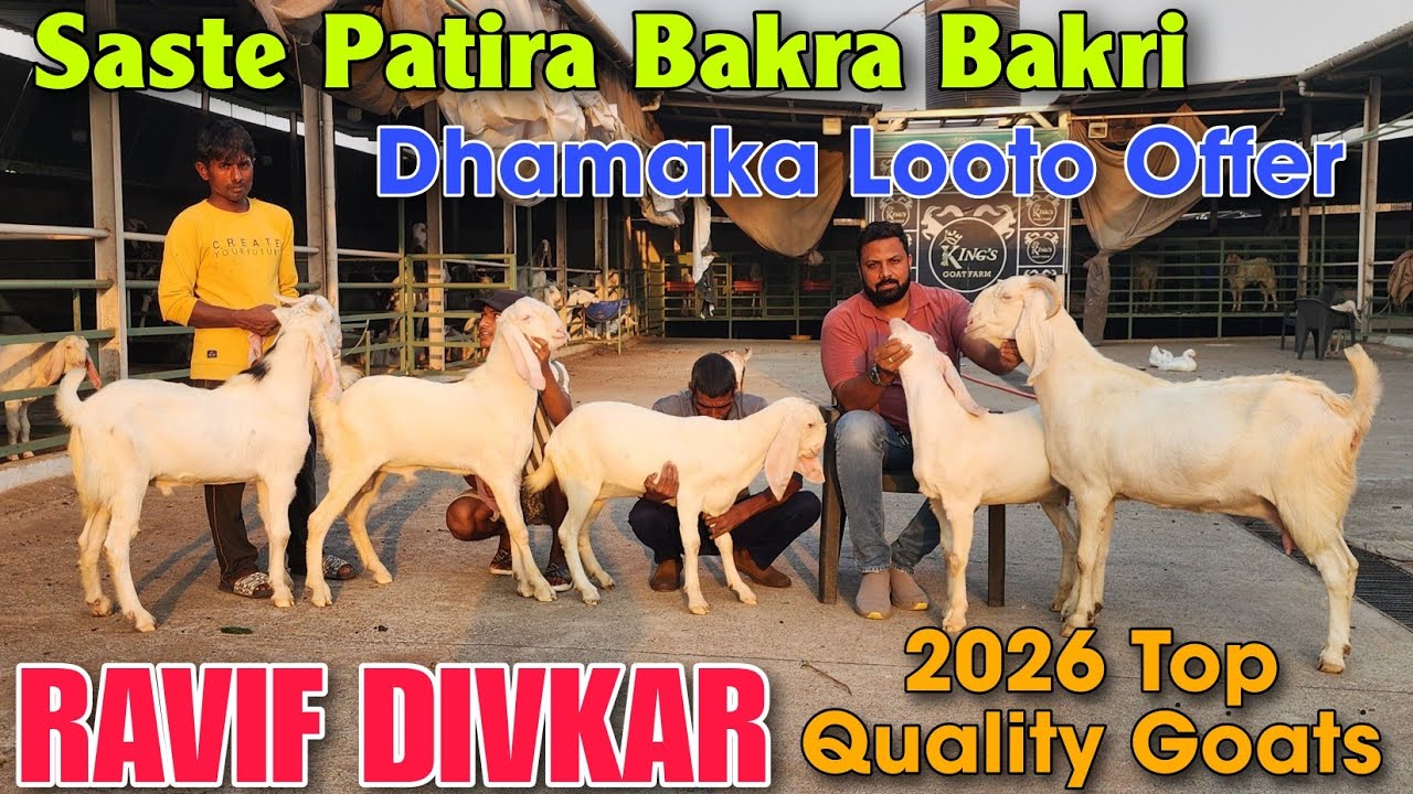 2026 Saste Patira Bakra Bakri At RAVIF DIVKAR | 2026 Top Quality Patira Hypat Goat In Padgha 