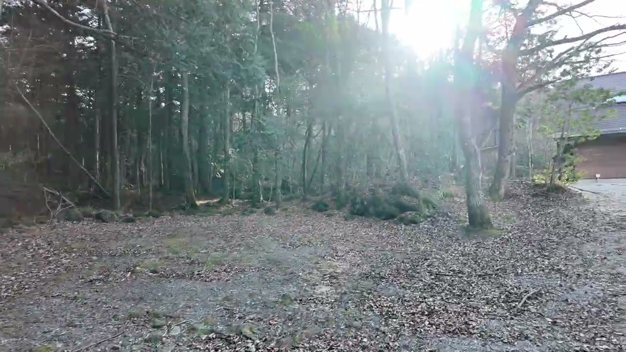 東海自然歩道を歩く｜鳴沢氷穴の樹海で静かなハイキング【青木ヶ原樹海の歴史と自然】